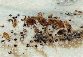 Bed Bug Control Services in Hyderabad
