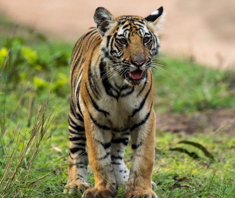 Discover the Wonders of Indian Wildlife with India Wild Safaris