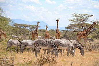 Exploring the Extraordinary: The Allure of Luxury Safaris in Kenya