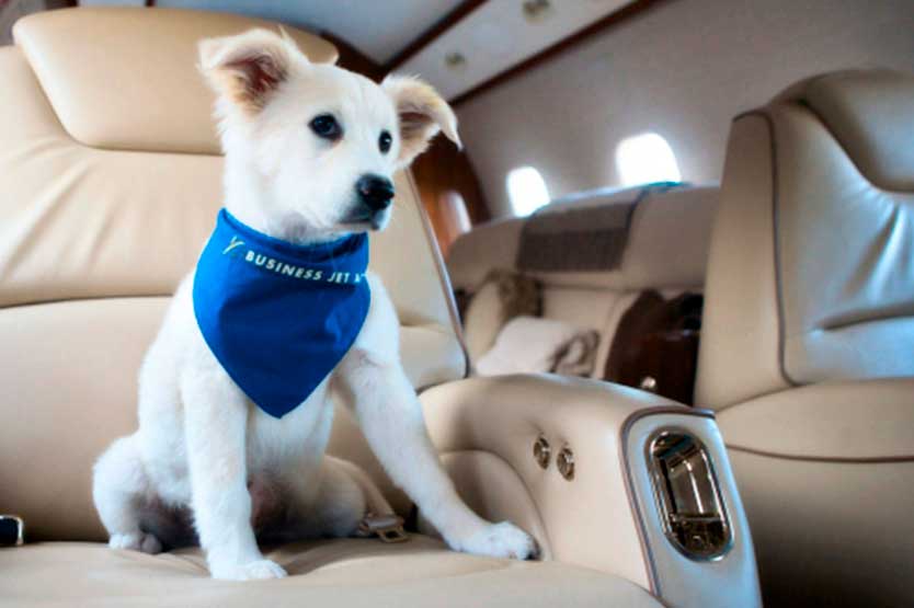 How to Select Comfortable Pet Transport UK Services?