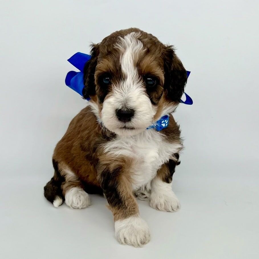 Finding Happiness with Furry Friends: Bernedoodles and Bernedoodle Puppies for Sale