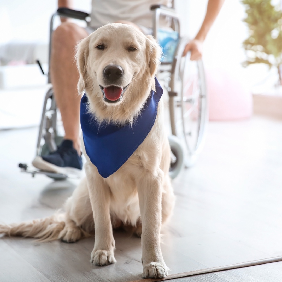 Who is Eligible for Assistance from Psychiatric Service Dogs?