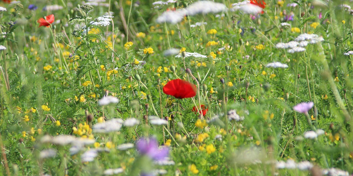 Nature's Tapestry: Decorating the Community Areas with Wildflower Turf