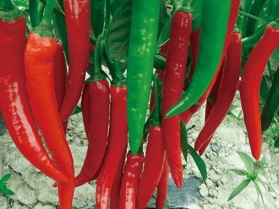 How many types of hot peppers are there in the world?