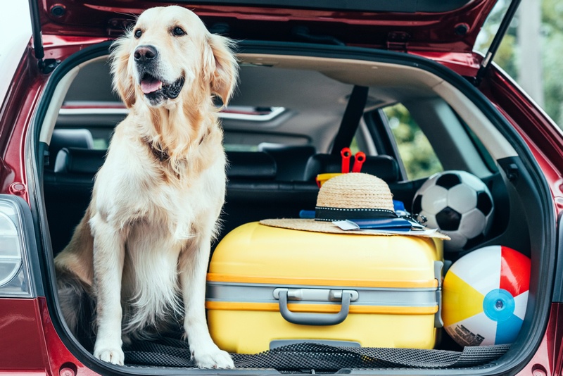 Why Choose Ground Transportation for Pets with Health Concerns