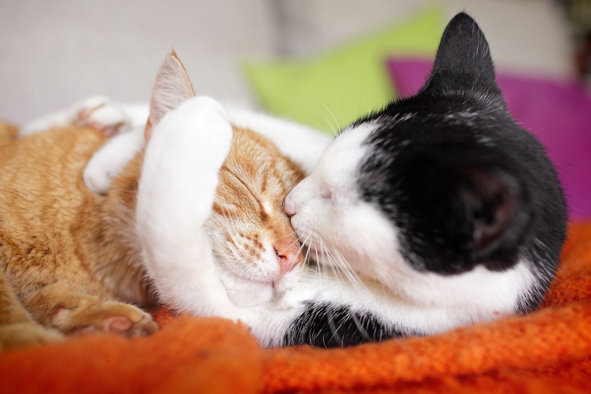 The Silent Symphony: Decoding How Cats Express Love