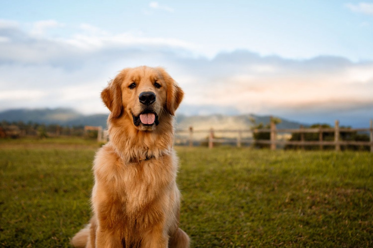 Large Breed Dogs: Understanding, Care, and Choosing the Right Companion