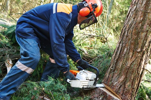 Tree Cutting Services in Sydney: Know When to Reach Out