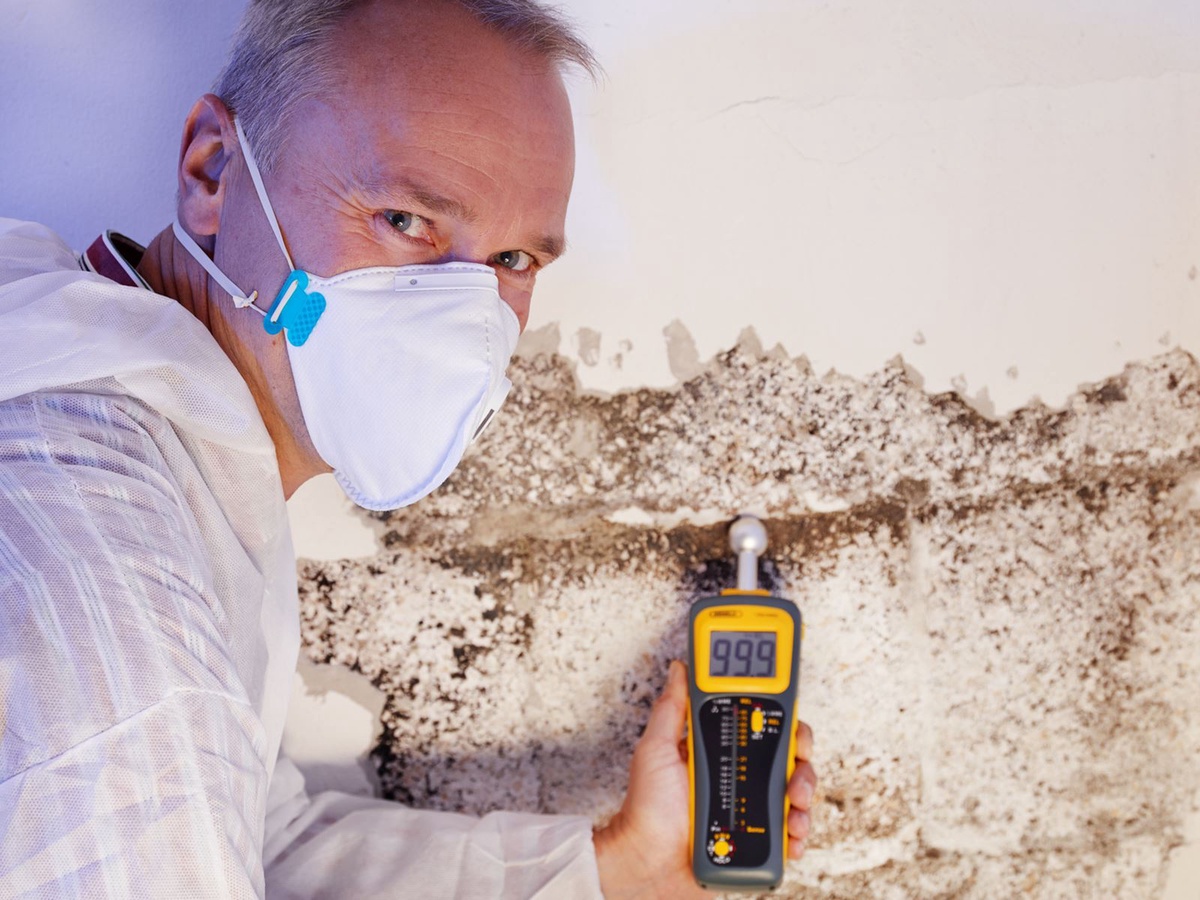 Unveiling Excellence: Your Guide to Finding Top-notch Mold Remediation Services Near Me