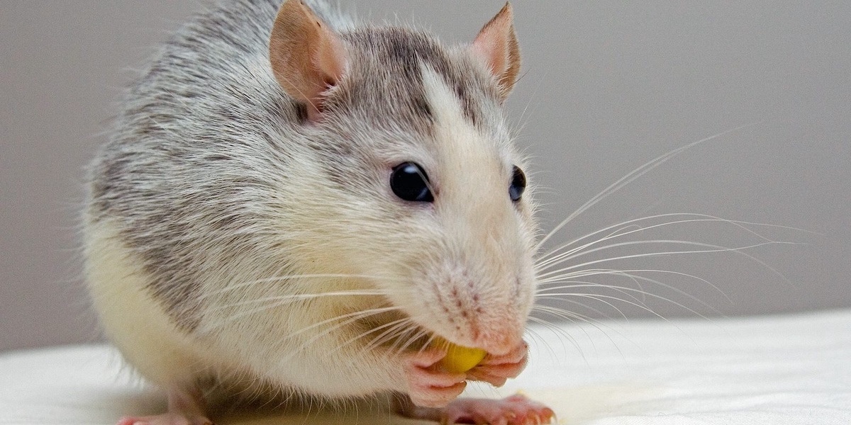 "Gourmet Rodent Dining: What Do Mice Eat and How to Keep Them at Bay"