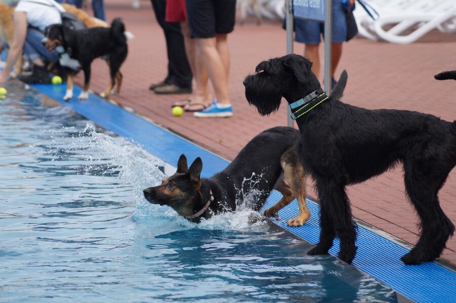 Making Waves: Exploring Water Therapy For Dogs Near You