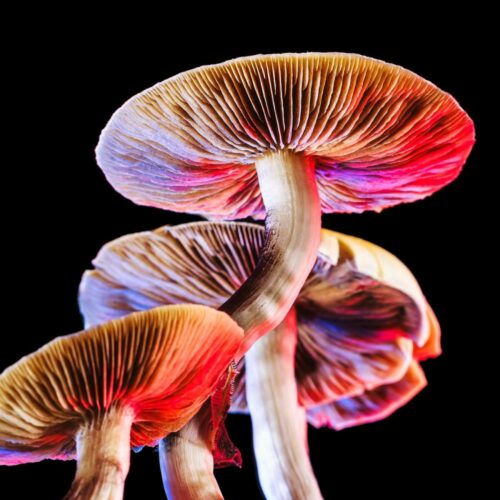The Magic of Mushroom Liquid Culture: A Beginner's Guide to Cultivation