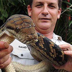 Cairns Snake Removals