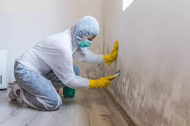 The Importance of Mold Removal Cleaning Services