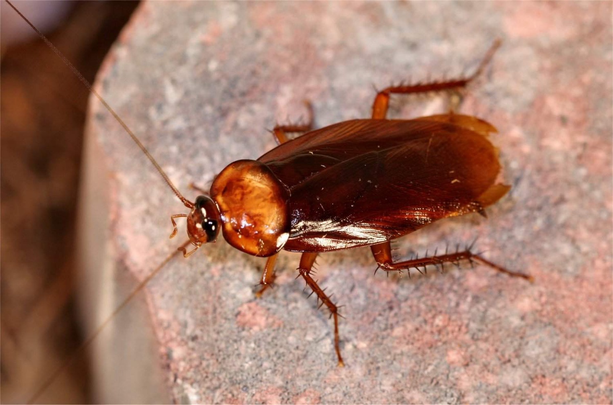 The Role of Professional Cockroach Control Services