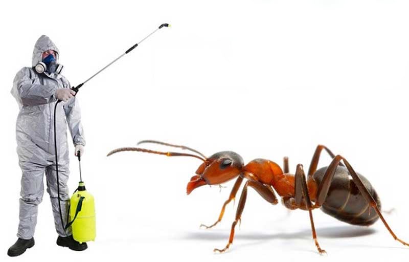 Safe and Natural Home Remedies for Ant Control in Dubai