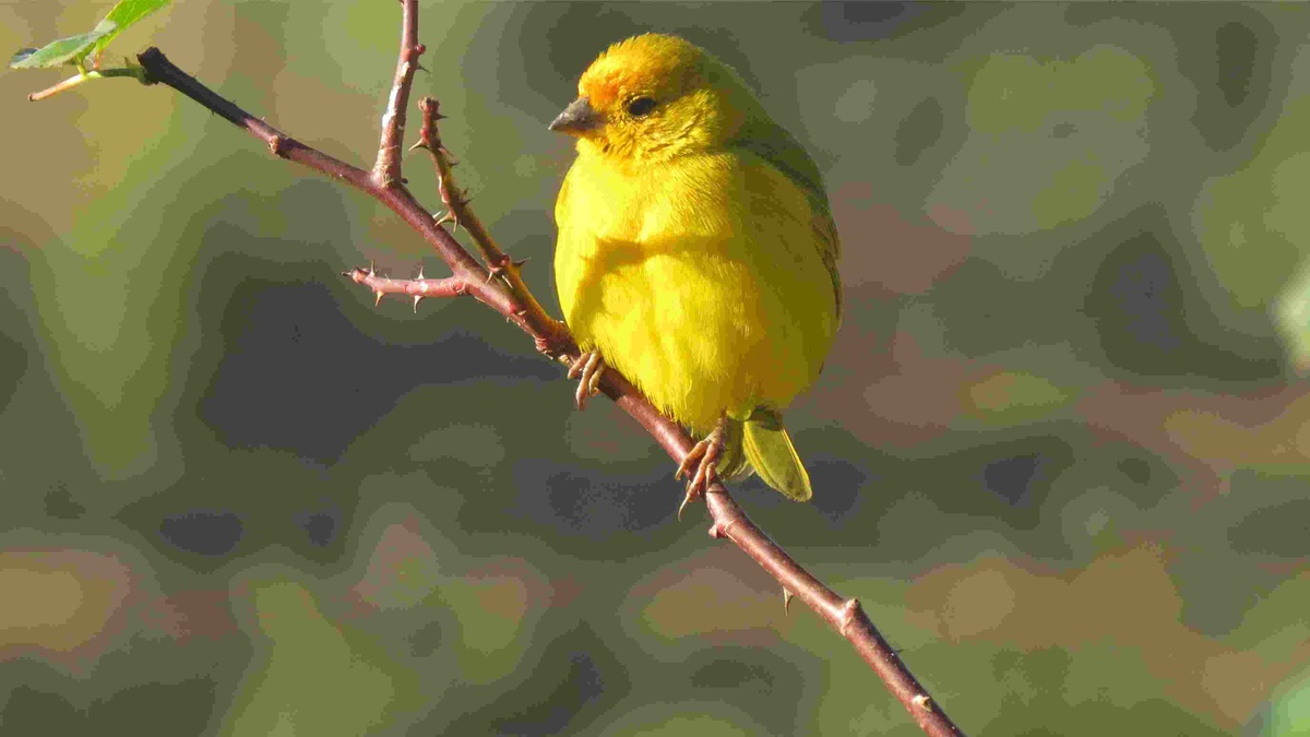 The Canary Bird: An Illuminating Spirit Animal Guide