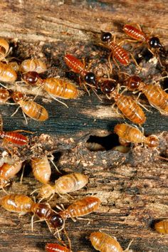 Wood Destroying Insects Inspection: Protecting Your Property with Kreshco Pest Control