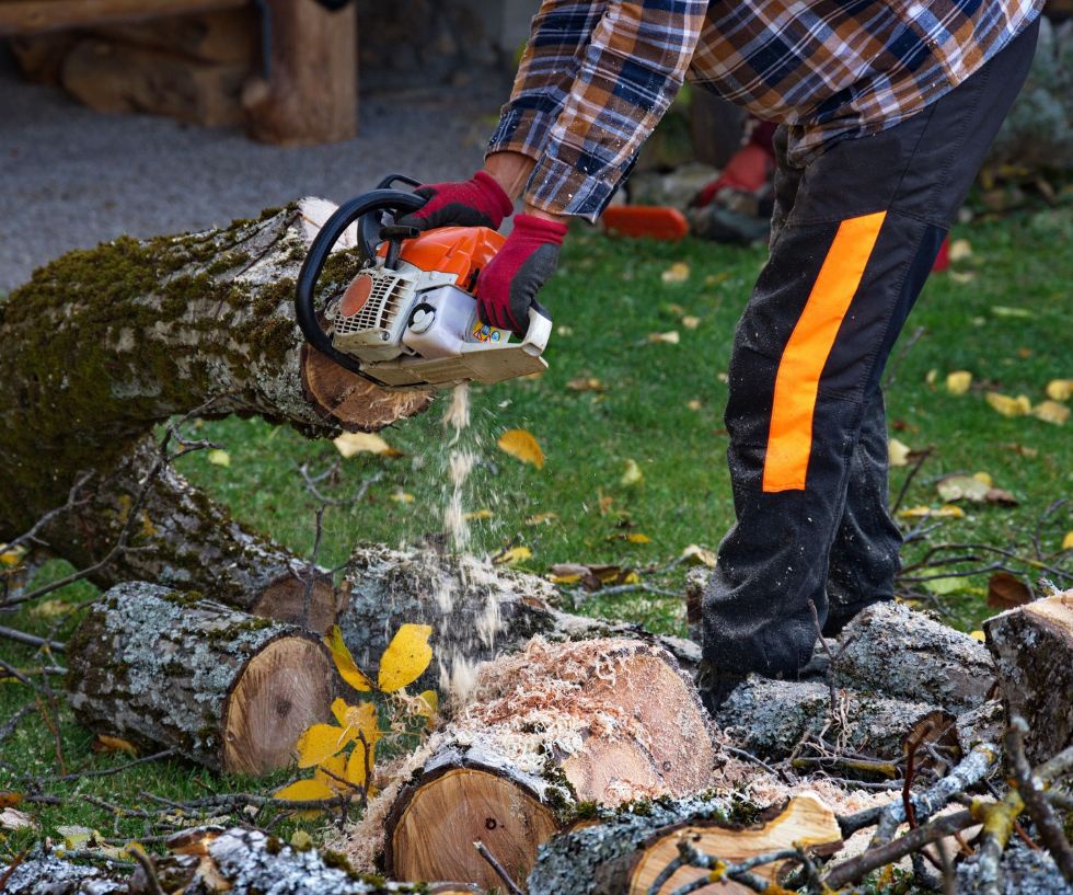 Nurturing Nature: The Role of an Arborist in Palo Alto