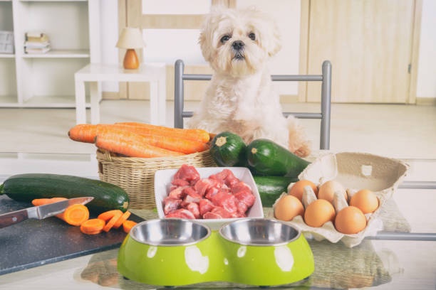 Convenient and Healthy: Raw Dog Food Delivery Services in Florida