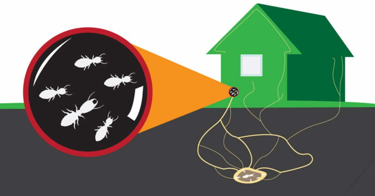 Navigating Termite Woes: Effective Termite Control in Dubai