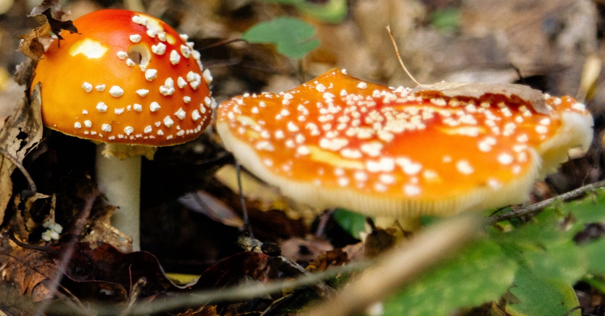 Safety First: Navigating the World of Amanita and Magic Mushroom Gummies