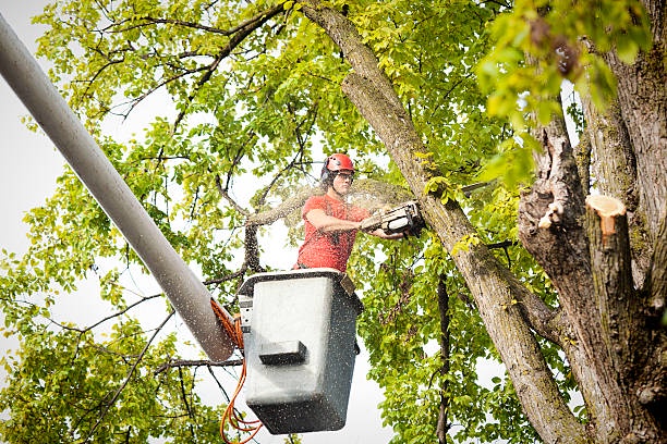 What Role Do Tree Services Play in Environmental Preservation?