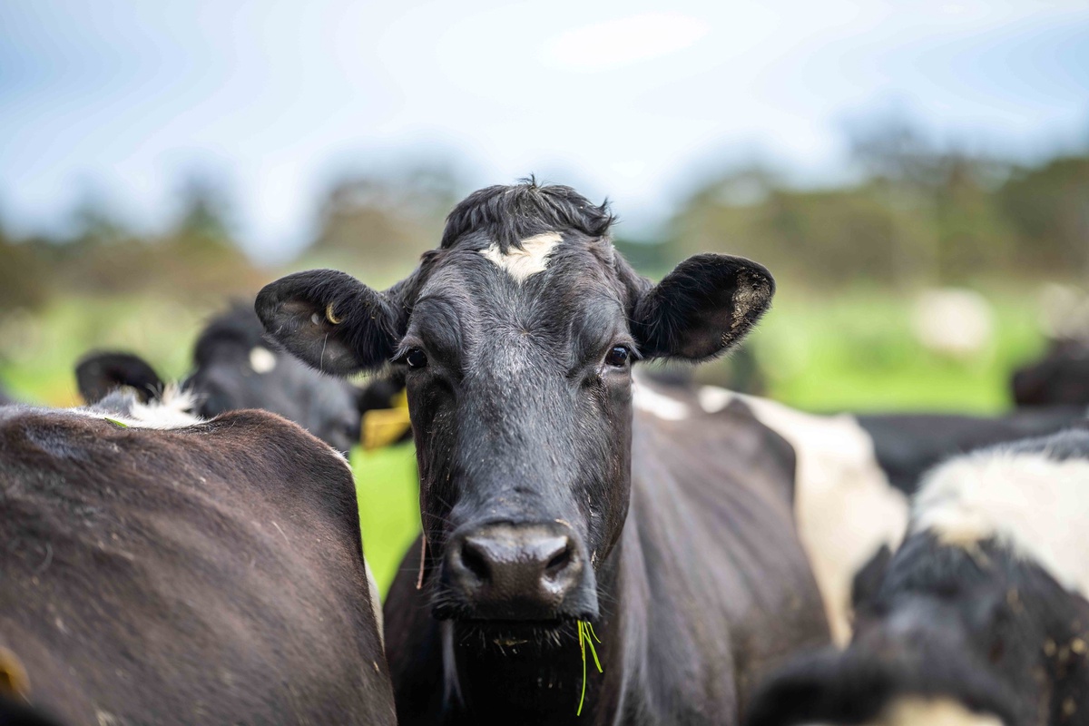 Greening the Pasture: Exploring the Benefits of Asparagopsis as Cattle Feed
