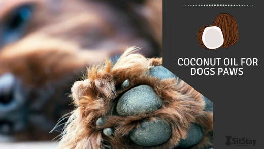 DIY Paw Oil Recipes: Nourish Your Dog's Paws Naturally: