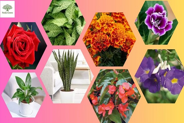 Greenify Your Space: Discover Noida Greens Nursery for Plants, Hedges, and Pots