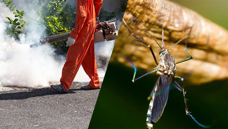 Battling the Buzz: A Guide to Effective Mosquito Control