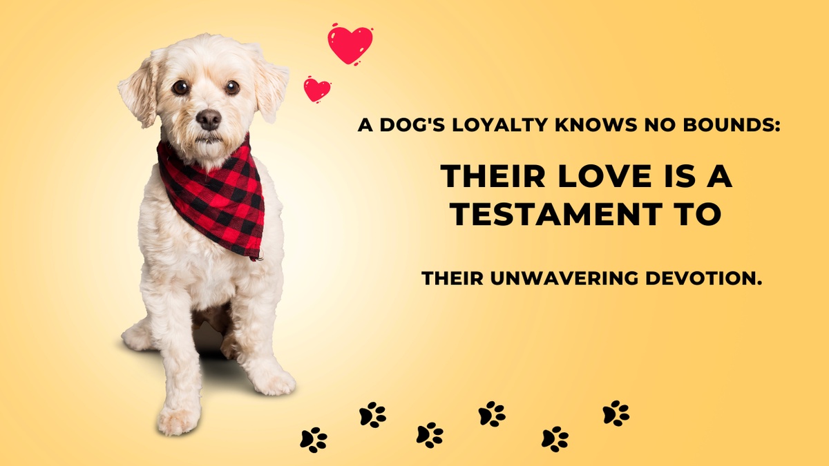 A dog's loyalty knows no bounds: their love is a testament to their unwavering devotion
