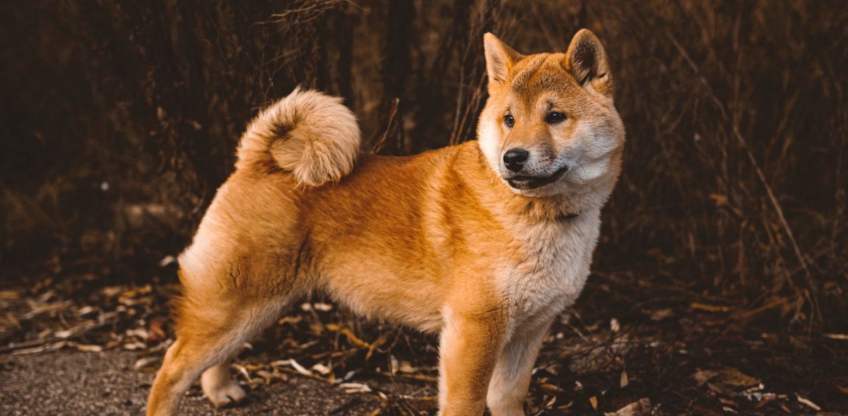 Shiba Inu Upkeep: An All-Inclusive Guide to Keeping Your Pet Healthy
