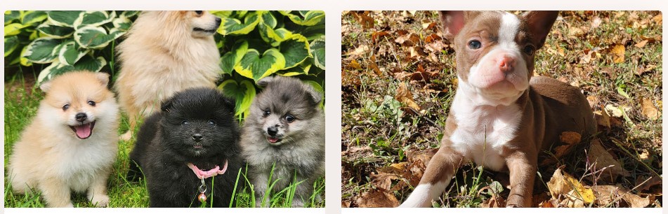 Unveiling Fluffy Delights: Ontario Puppies for Sale.