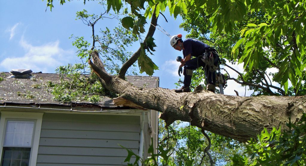 Can Tree Removal Services be beneficial? Let’s explore