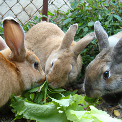 Buy 5 Best Rabbit Supplements To Prepared Your Bunny For Show!