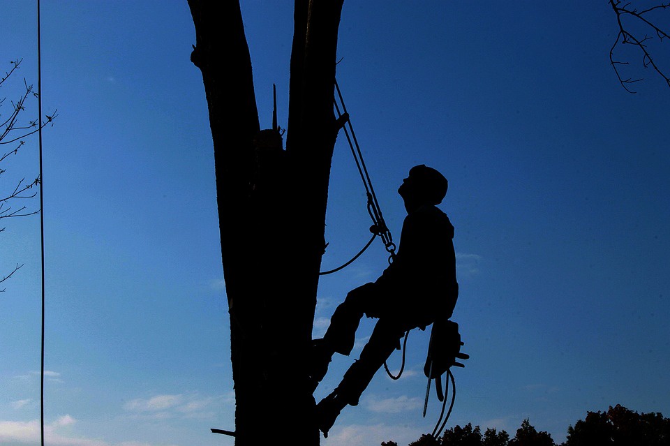 5 Reasons Why Tree Removal and Tree Care Are Essential