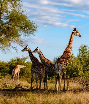Adventure Awaits: Thrilling Activities in South Africa Tour Itineraries