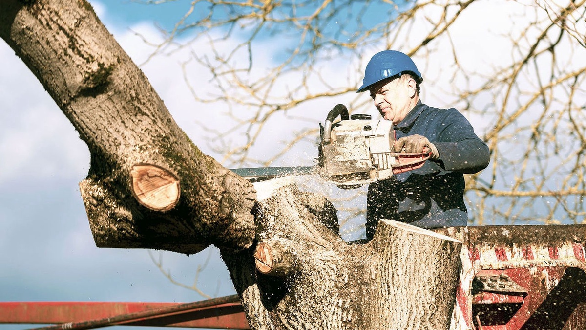 What Are the Benefits of Hiring Tree Removal Services?