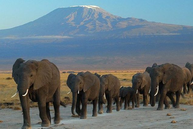 National Parks And Reserves To Visit In Africa!