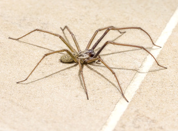 Mastering Spider Control: A Comprehensive Guide to Keeping Your Home Arachnid-Free