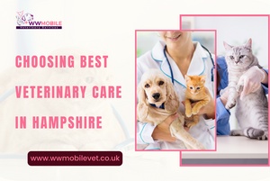 Choosing the Best Veterinary Care in Fareham, Hampshire | WW Mobile Veterinary Services