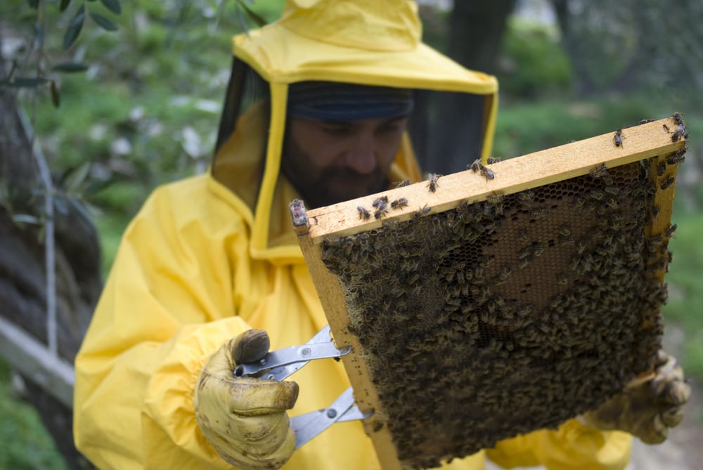 What to Do After Professional Bee Removal Post-Service Tips
