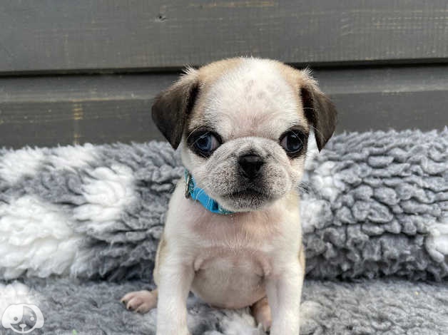 Teacup Pug Puppies for Sale: Finding Your Tiny Companion