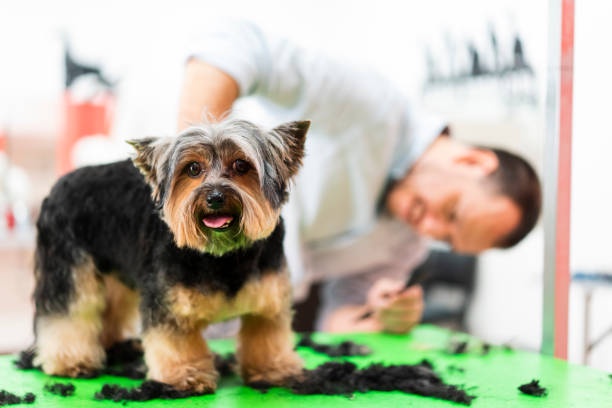 The Ultimate Guide to Creating a Puppy Salon Experience