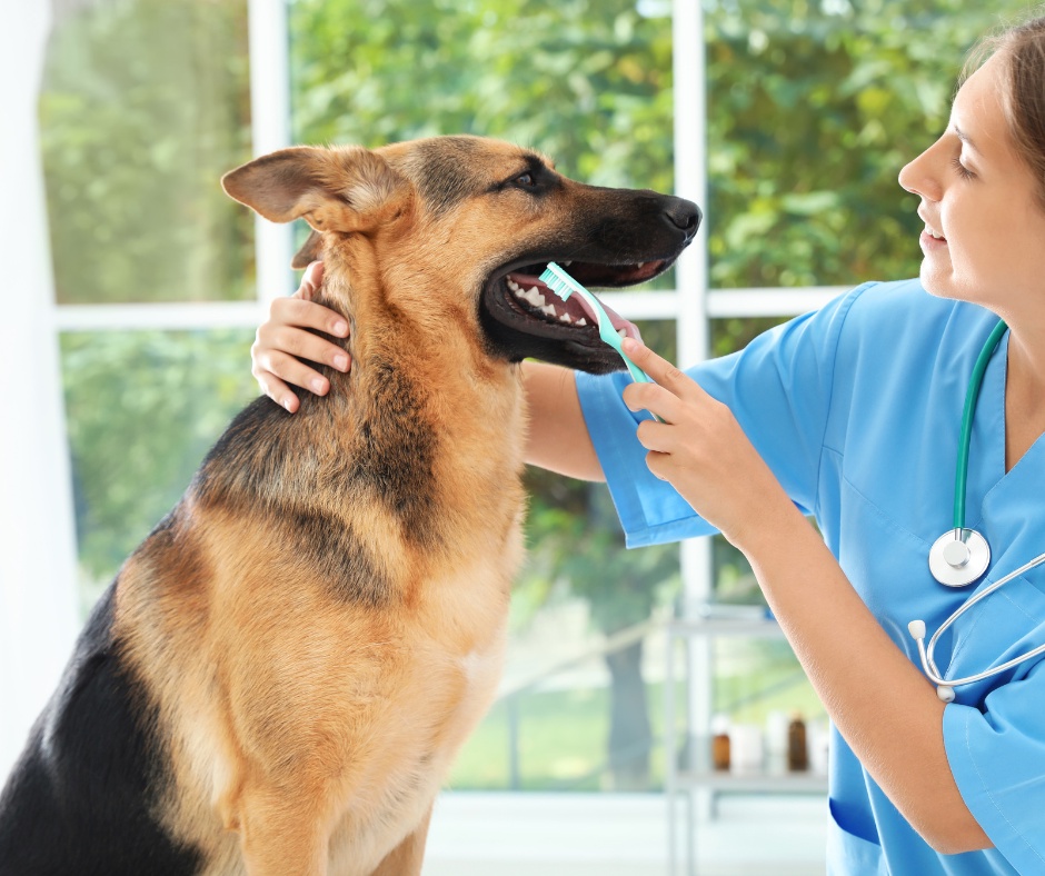 The Importance of Dental Care in Pets: Beyond Bad Breath