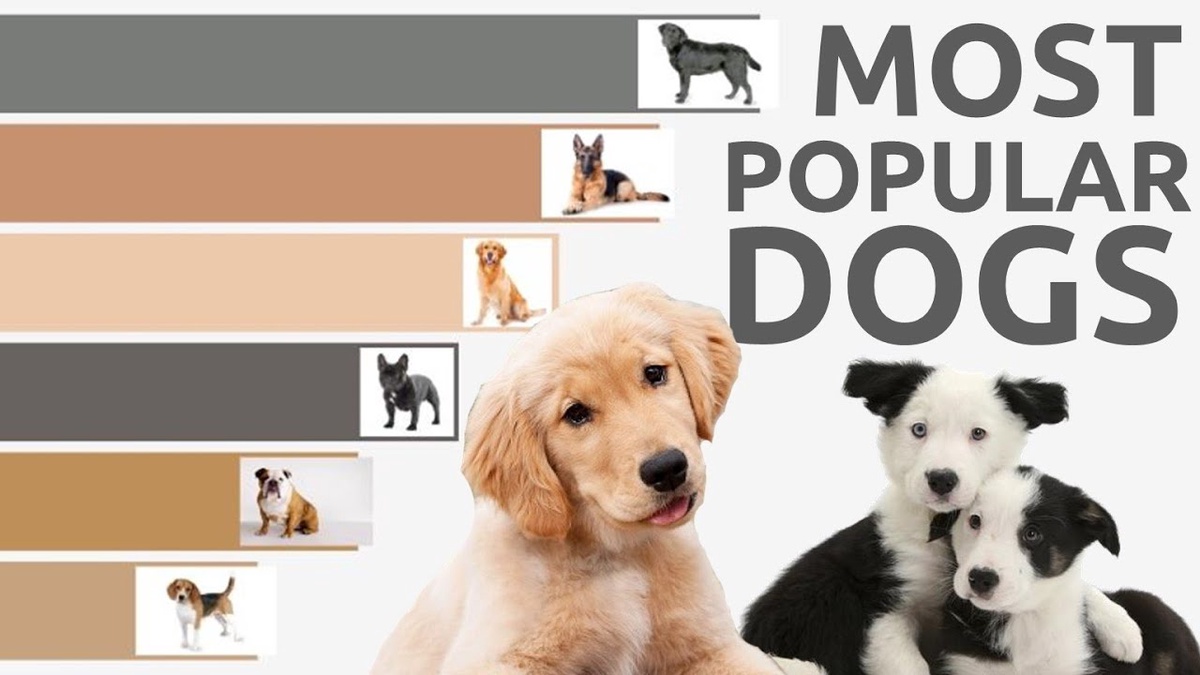 Top Picks: Most Popular Dog Breeds for Sale in Missouri