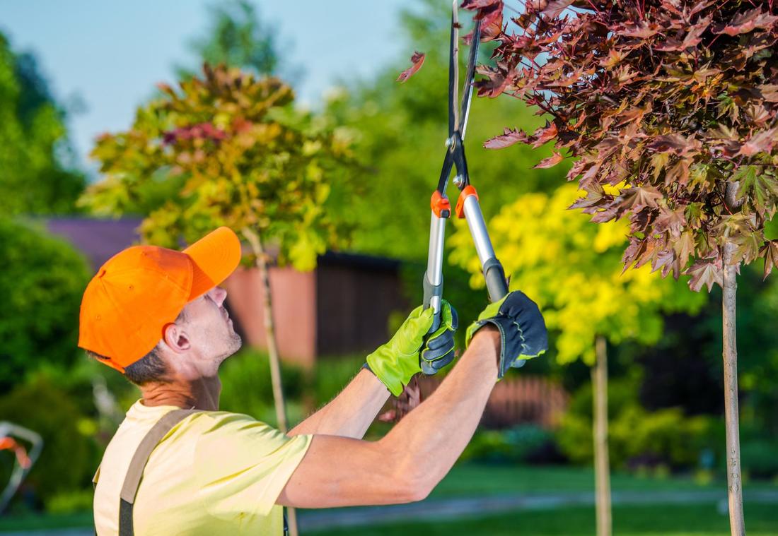 10 Secrets to Finding the Best Tree Pruning Services in New Jersey
