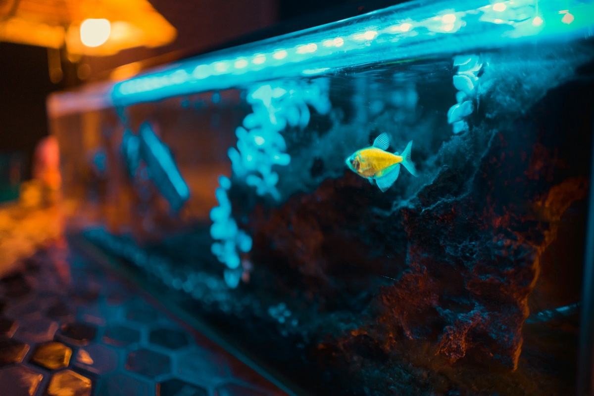 From Tank to Table: Exploring the Culinary Journey of Goldfish