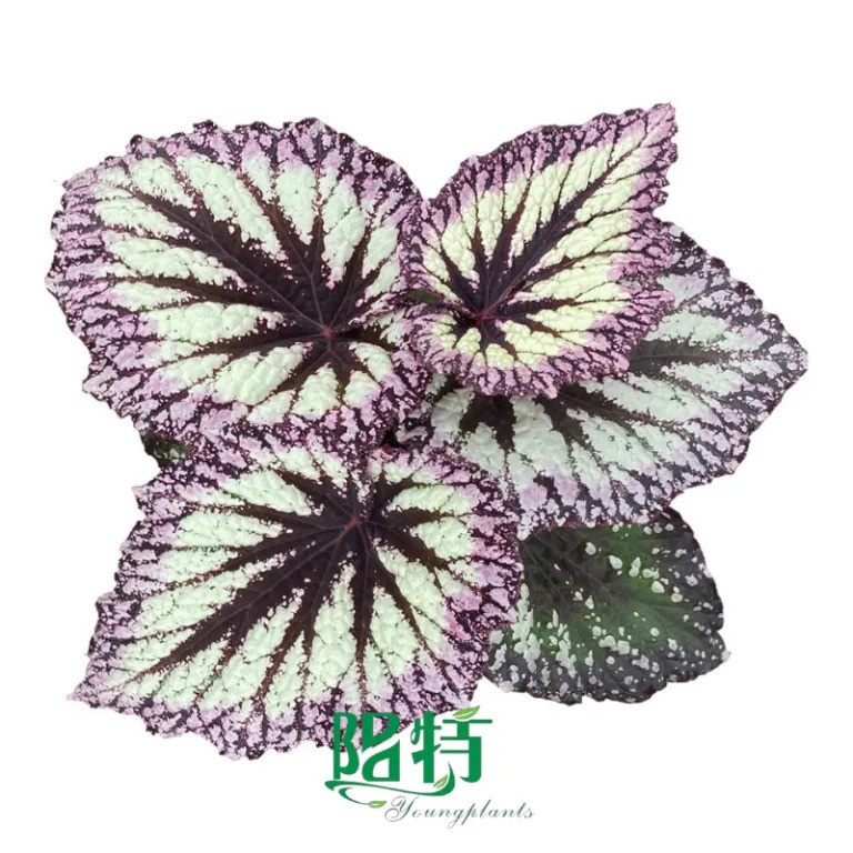 Begonia Wholesale: Sourcing High-Quality Begonia Varieties in Bulk